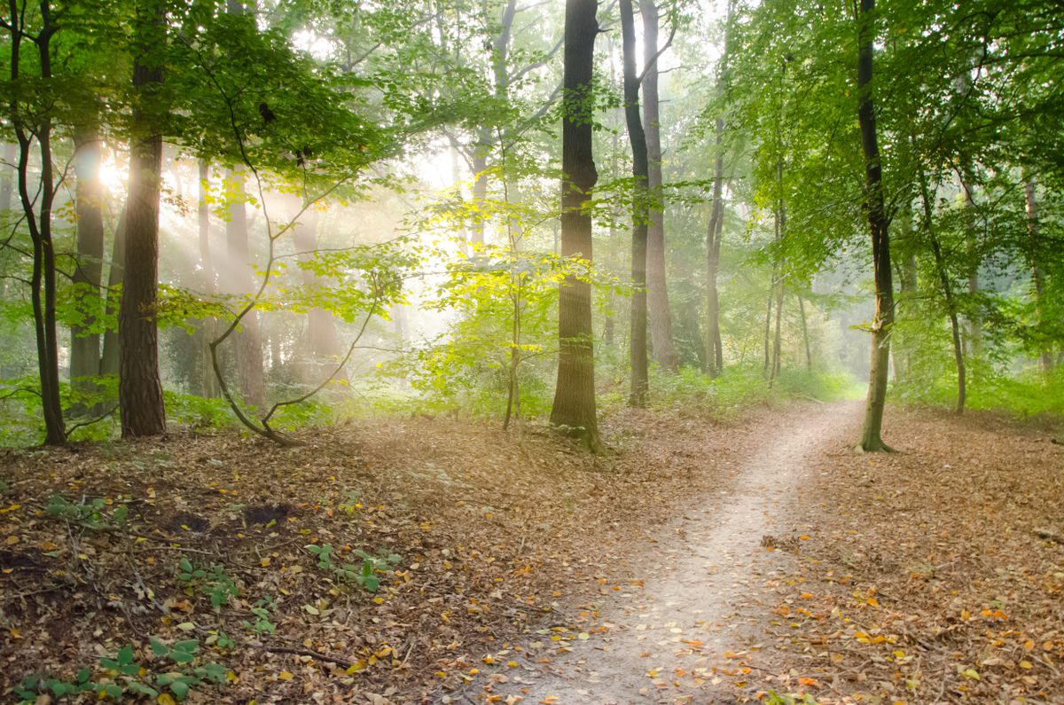 A sunlit path leading into the woods - Start Here