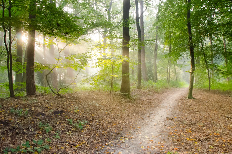 Gray Pathway Surrounded by Green Tress