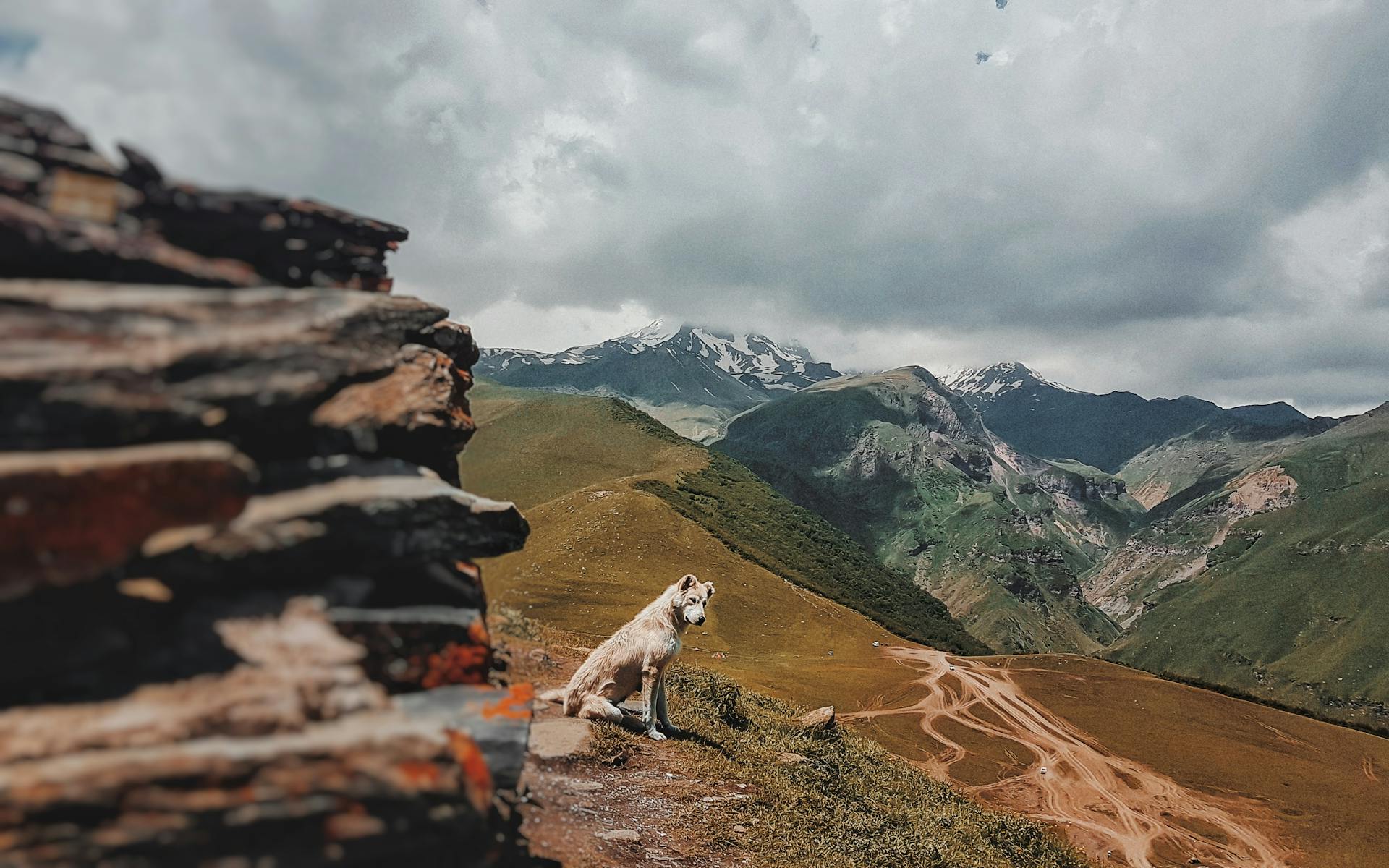 Dog Sitting on Slope