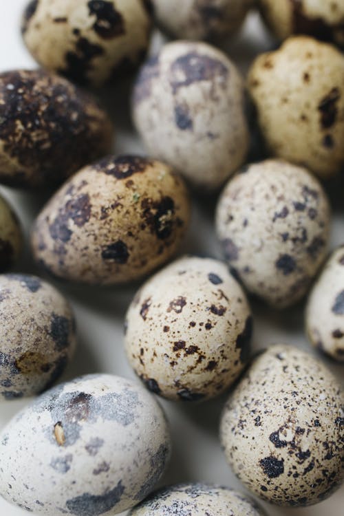 Close-Up Photo Of Quail Eggs 