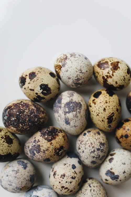 Close-Up Photo Of Quail Eggs 