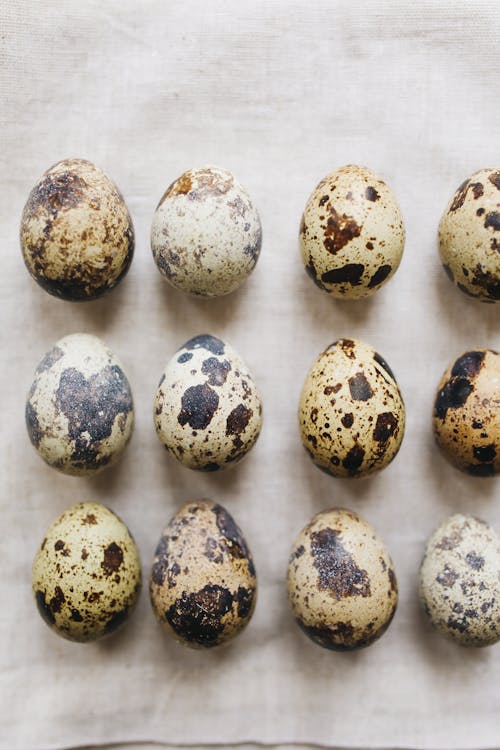 계란 껍질, 깨지기 쉬운, 껍데기의 무료 스톡 사진