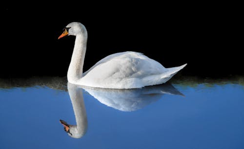 Kostenloses Stock Foto zu reflektierung, schwan, see