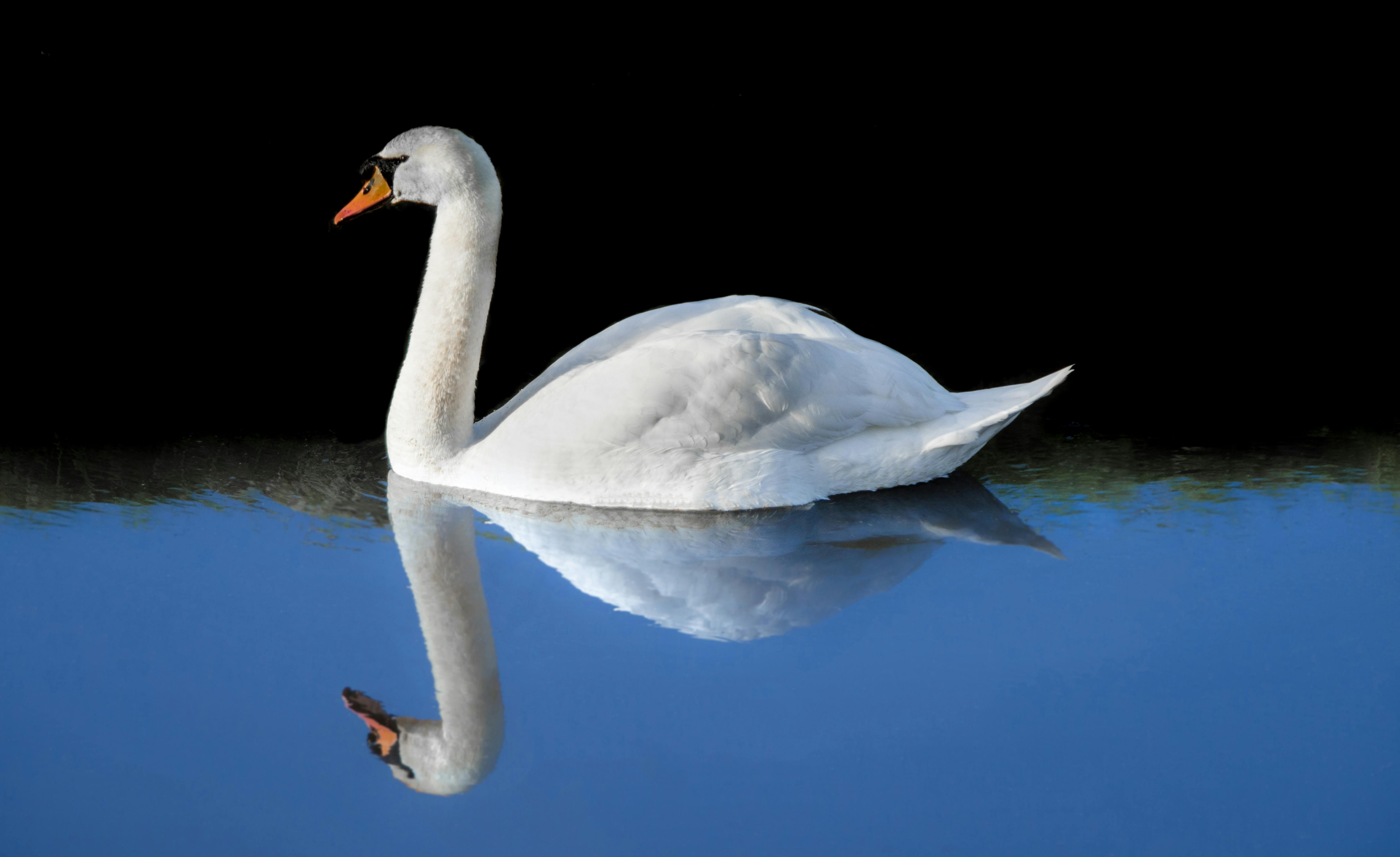 White Swan · Free Stock Photo