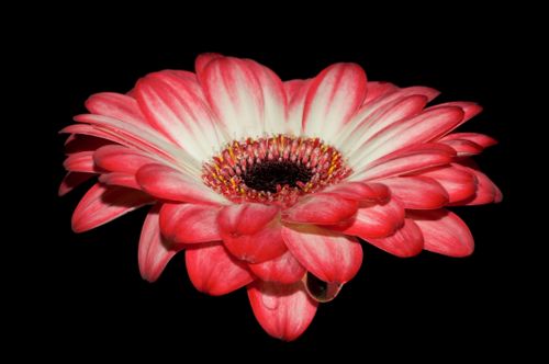 Free Close-up of a vibrant pink gerbera daisy bloom on a contrasting black background. Stock Photo