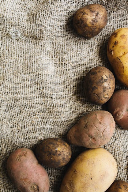 How to harvest potatoes in containers