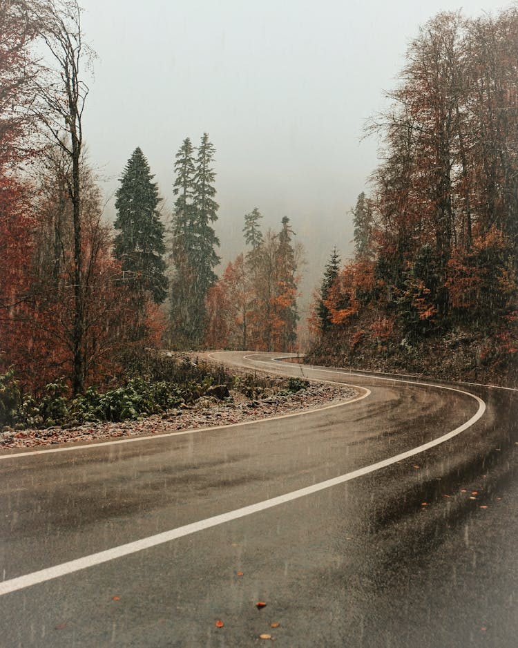 Curvy Asphalt Road Among Autumn Forest In Rain