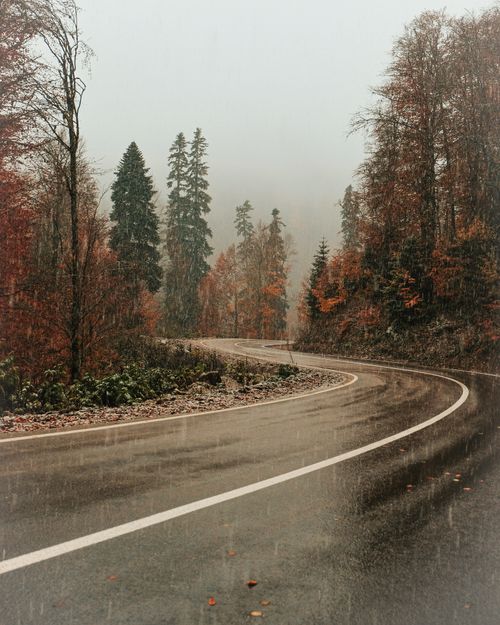 Free Empty wet asphalt road going through picturesque colorful trees of autumn forest against overcast sky on rainy day Stock Photo