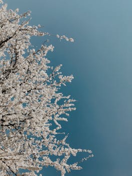 湛蓝的天空下，一棵盛开的樱花树捕捉着春天的宁静之美