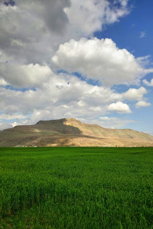 クルディスタンイラク, 小麦, 山の無料の写真素材