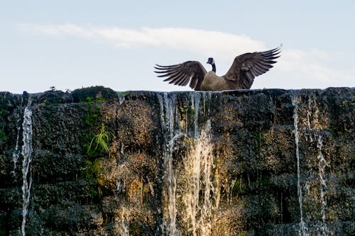 Free stock photo of fearless goose, goose on dam, goose on edge Stock Photo