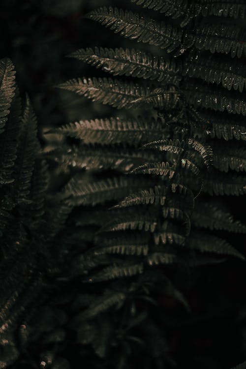 бесплатная Бесплатное стоковое фото с абстрактный, дождь, зеленые растения Стоковое фото