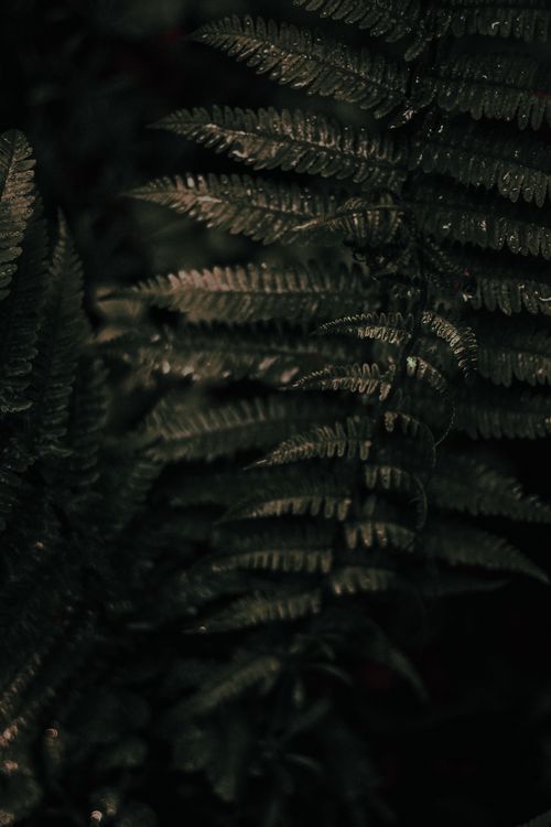 Free Explore the intricate texture and deep green tones of fern leaves in a rainforest setting. Stock Photo