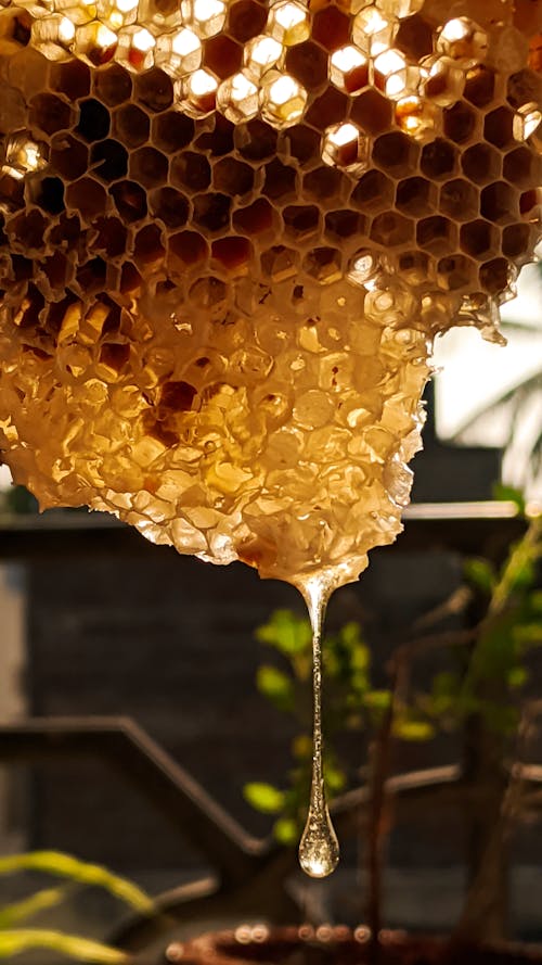 Free Close-Up Photo Of Honey Comb Stock Photo