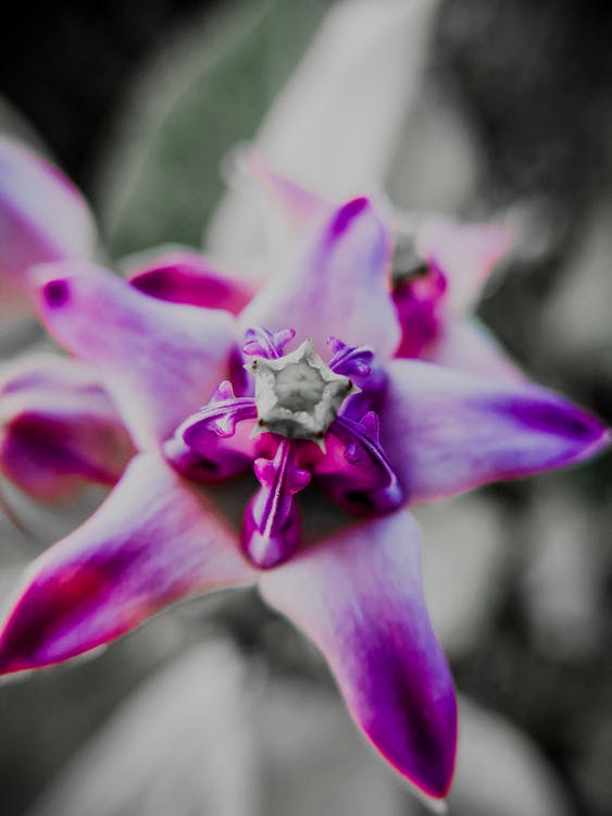 Macro Photography Of Purple Flower