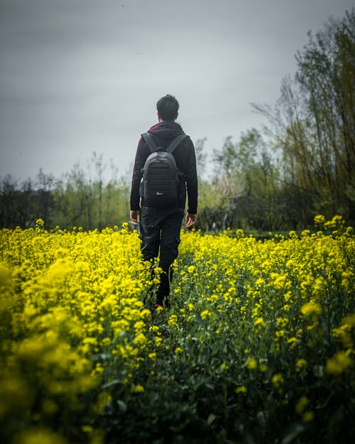 Gratis lagerfoto af agerjord, bane, blomster