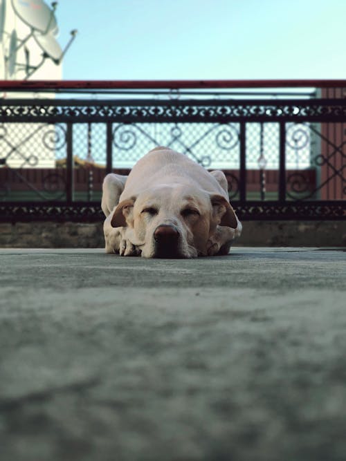 Photo Of Dog Laying On The Ground