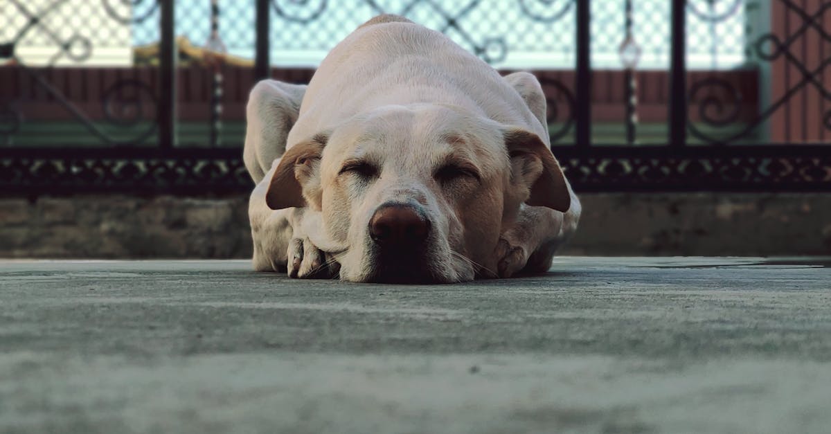 Why does my dog lay on his back while sleeping