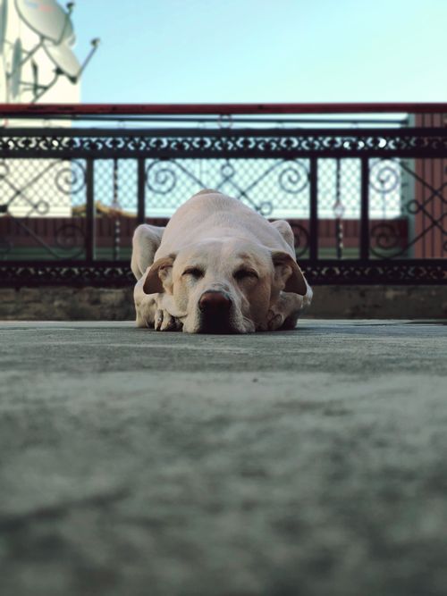 Free Calm white dog sleeping on a porch, capturing a tranquil outdoor moment. Stock Photo