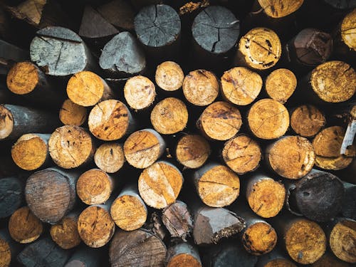 Photo Of Wood Logs