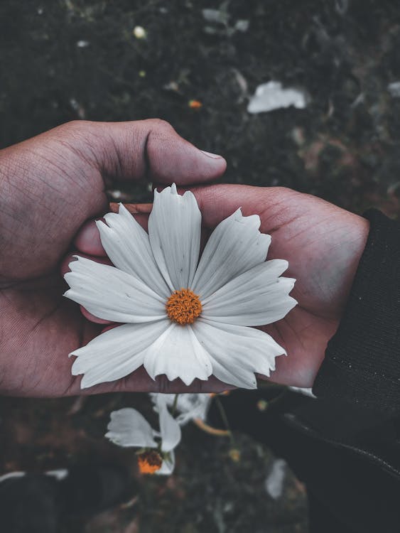 Free Photo Of Person Holding White Flower Stock Photo