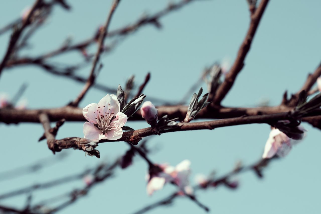 close up of delicate cherry blossoms on a tree branch evoking a sense