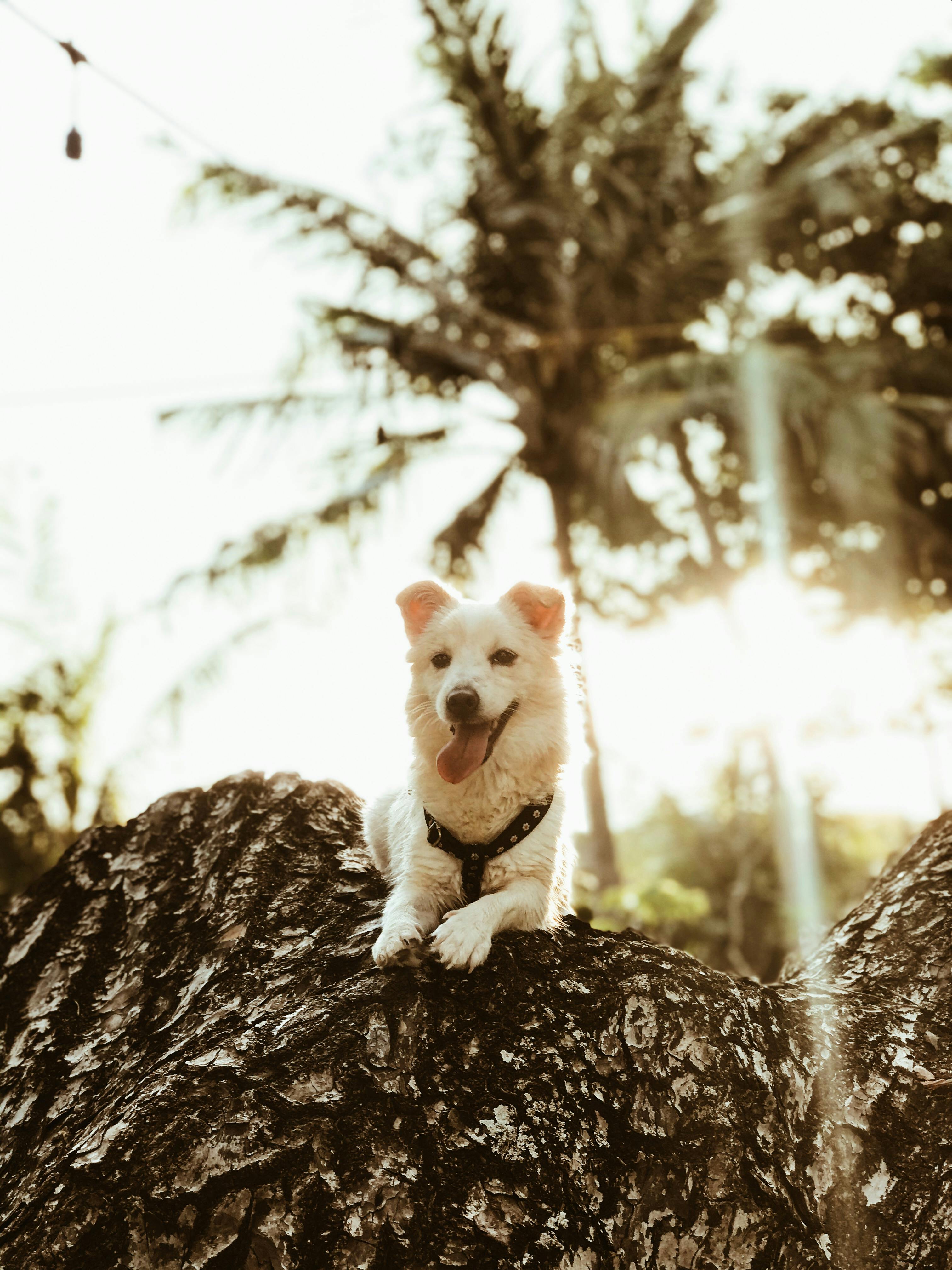 Photo Of Dog Leaning On Tree · Free Stock Photo