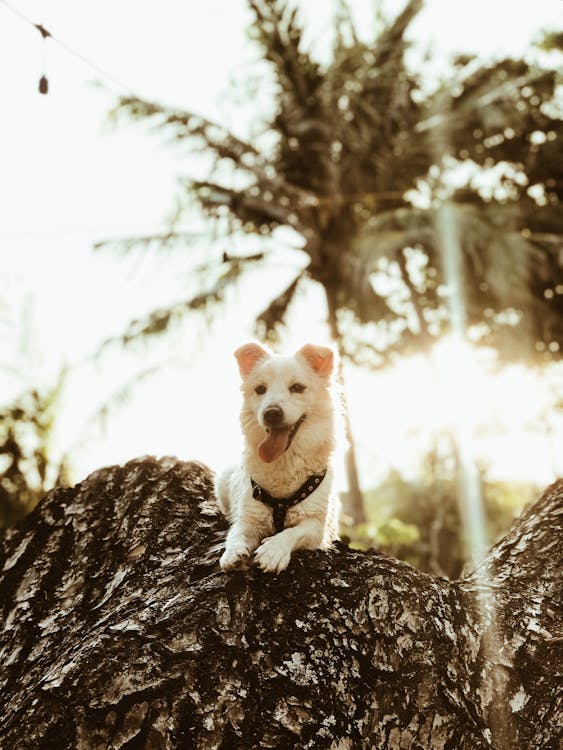 Photo Of Dog Leaning On Tree