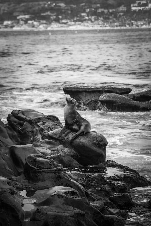 돌, 물, 바다사자의 무료 스톡 사진