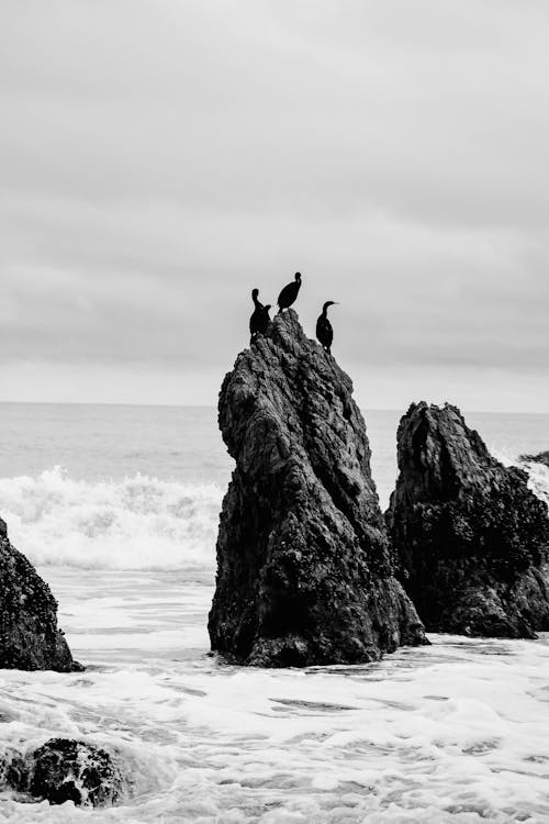 Grayscale Photo of Birds on Rock Formation Near Sea