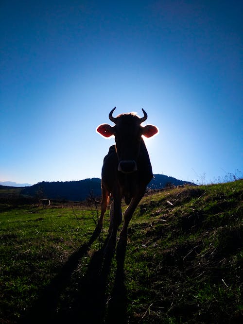 Бесплатное стоковое фото с вертикальный выстрел, домашний скот, животное