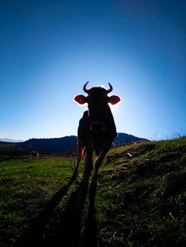 Majestic cow silhouette against sunrise on a lush green farm field, highlighting agriculture's beauty.