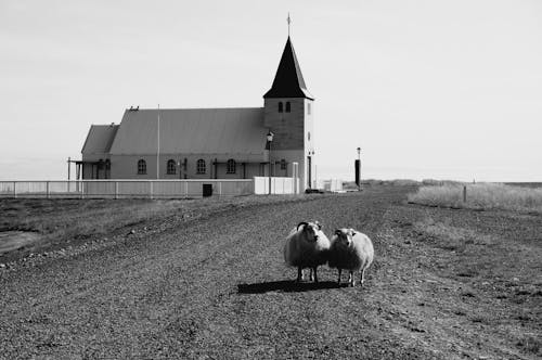 Free Black and white of sheep standing on rural road in peaceful village near old traditional church on sunny day Stock Photo