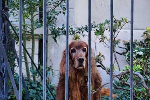 Free Photo Of Dog Behind The Fence Stock Photo