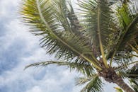 Low Angle Photography Green Coconut Tree