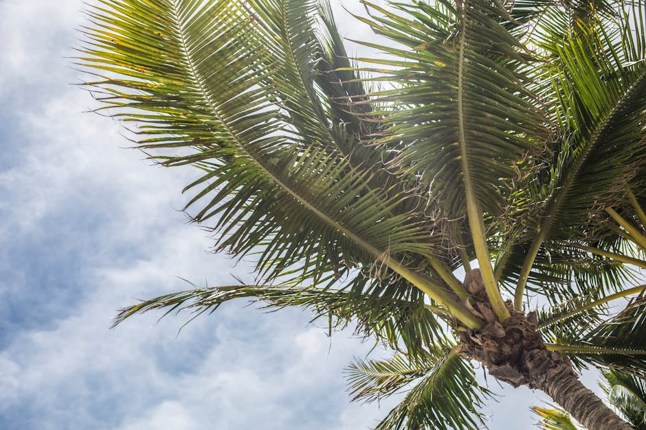 clouds, cloudy skies, coconut