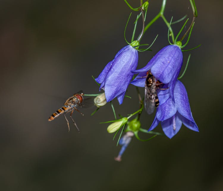 Black And Brown Bees On Purple Flowers