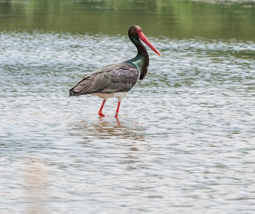 Photo Of Bird Standing On Water