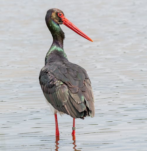 Close-Up Photo Of Crane