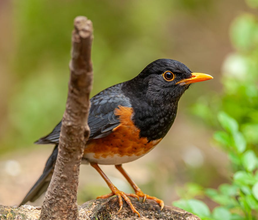 Free Close-Up Photo Of American Robin  Stock Photo
