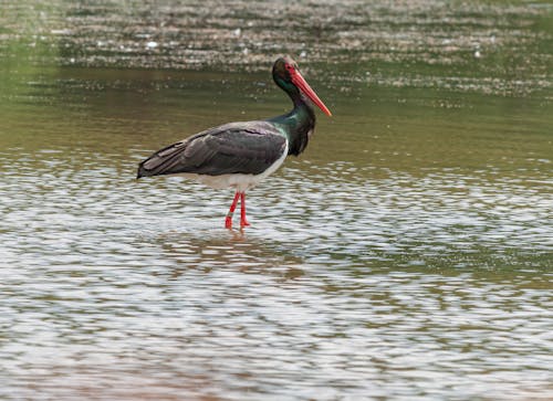 Free Photo Of Bird Standing On Water Stock Photo