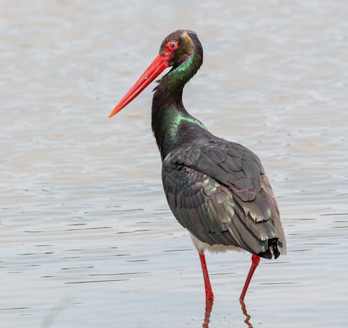 Close-Up Photo Of Crane