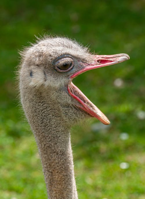 Close-Up Photo Of An Ostrich 