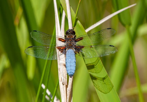 Closeup of Libellula depressa dragonfly on green plant