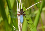 Closeup of Libellula depressa dragonfly on green plant