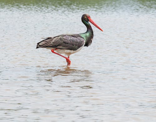 Photo Of Crane Standing On Water