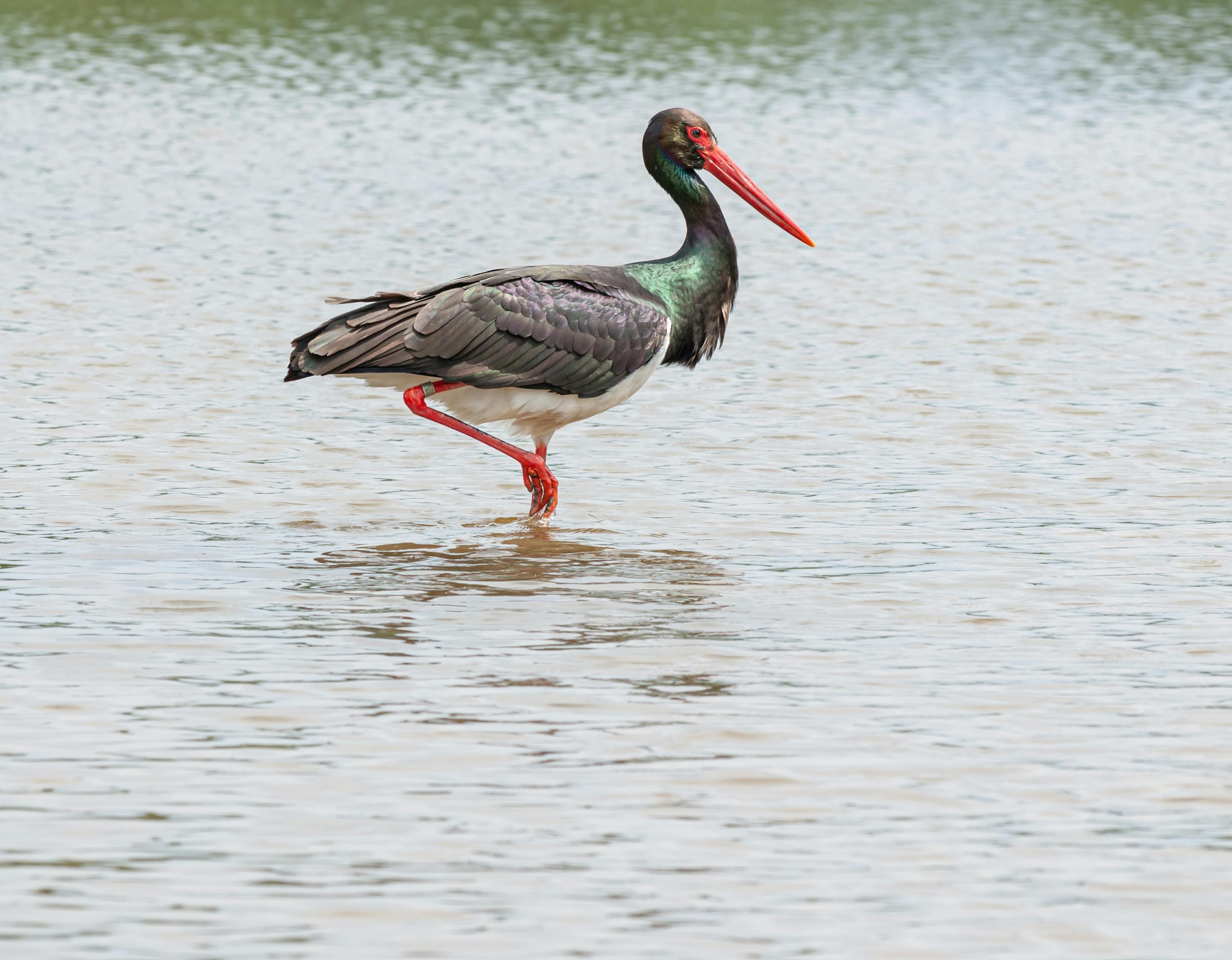 Photo Of Crane Standing On Water · Free Stock Photo