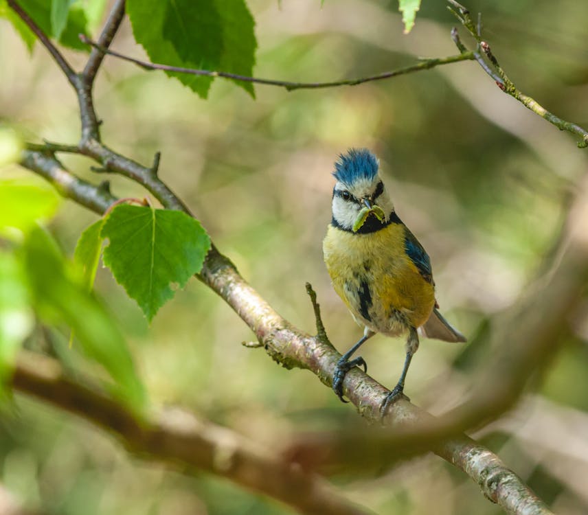 Photo Of Bird Perched On Tree Branch 