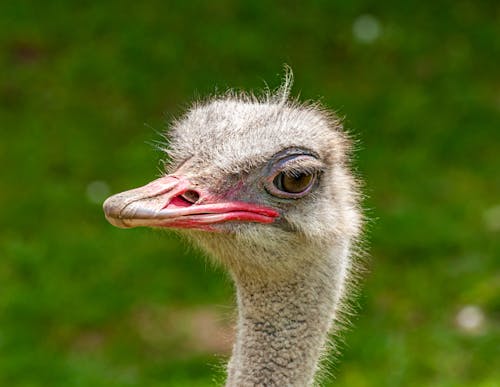 Close-Up Photo Of An Ostrich 