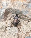 Black ground beetle on stony ground
